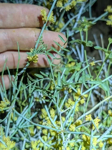 Lane Mountain Milkvetch — photo by Trevor Van Loon