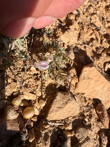 Starveling Milkvetch (var. jejunus) — photo by Kenzie Anderson-Bell