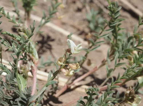 Long Valley Milkvetch — photo by glittergravel