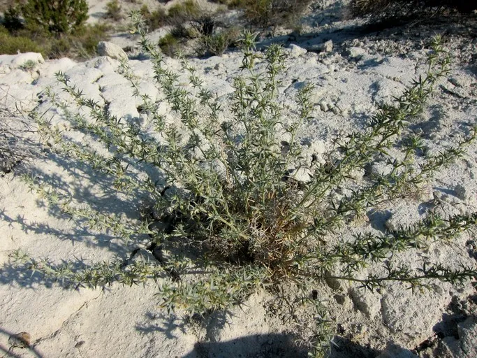 Tall Spiny Milkvetch (var. elatus) — photo by Mary Winter