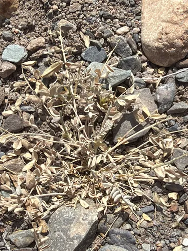 Widow's Milkvetch — photo by Aaron Liston