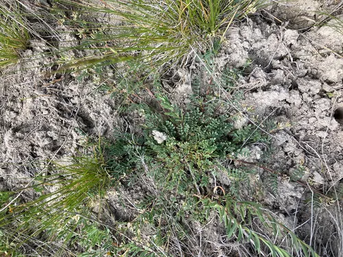 Lemmon's Milkvetch — photo by Tom Wainwright