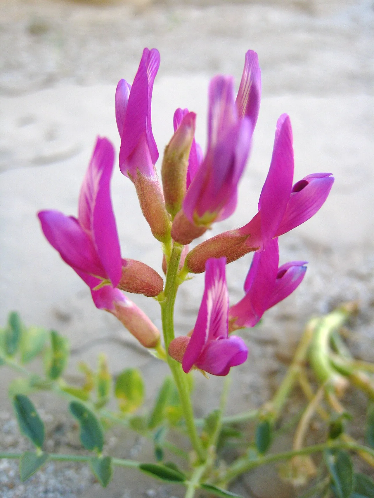 Borrego Milkvetch (var. borreganus) — photo by Ciar