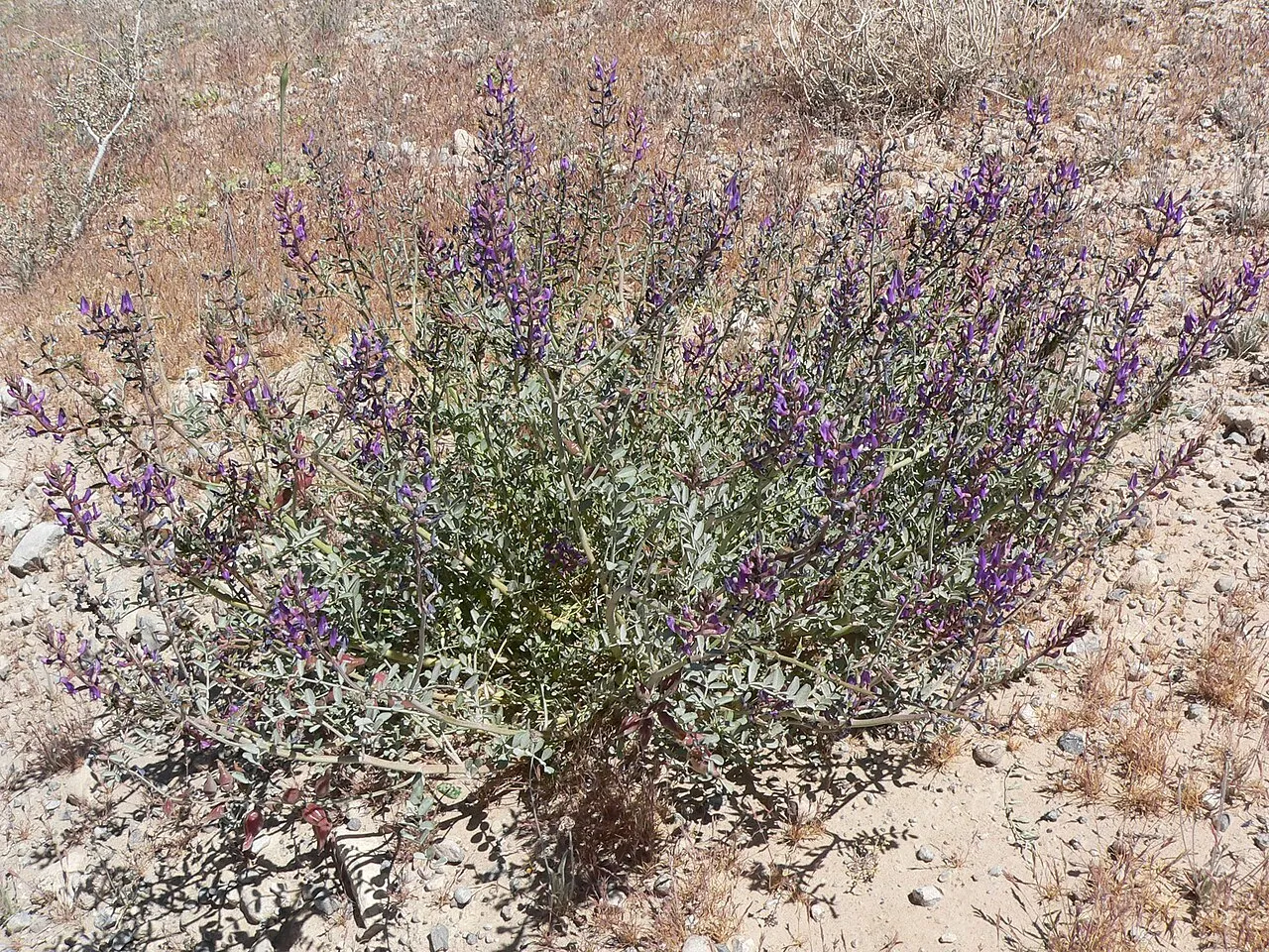 Fremont's Milkvetch (var. fremontii) — photo by Stan Shebs