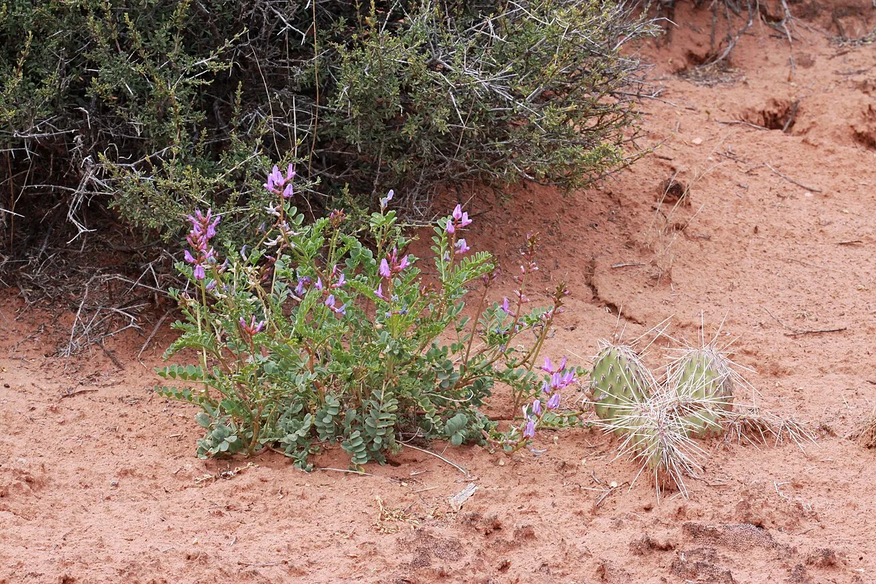 Freckled Milkvetch (var. palans) — photo by Andrey Zharkikh from Salt Lake City, USA