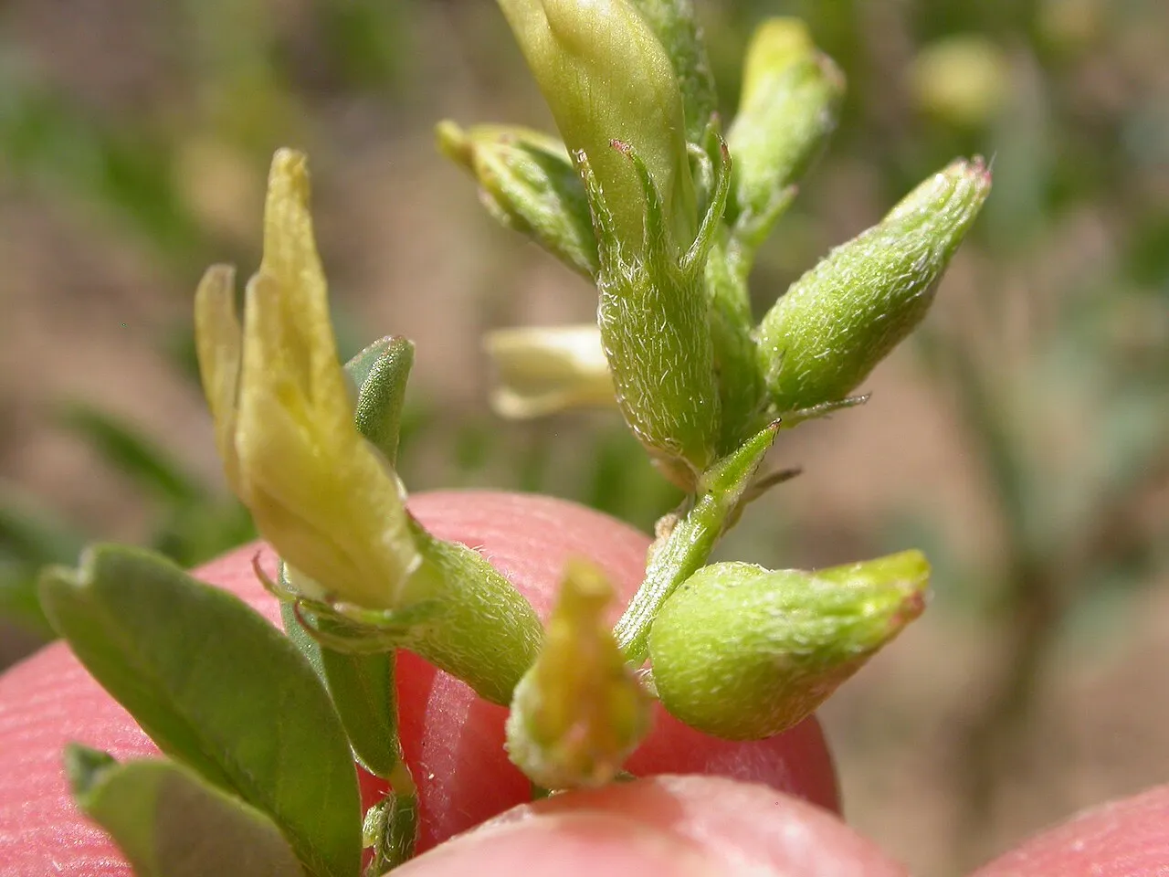 Salty Loco Milkvetch (var. salinus) — photo by Matt Lavin from Bozeman, Montana, USA