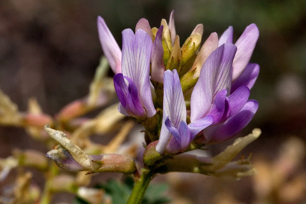 Wilson's Milkvetch (var. wilsonii) — photo by Patrick Alexander from Las Cruces, NM