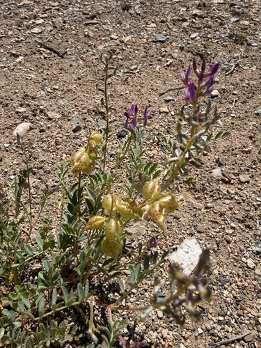 Freckled Milkvetch — photo by Michelle Skip Vasquez