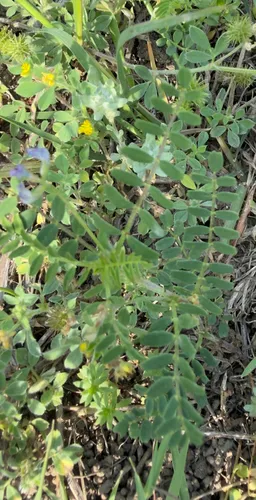 Rare Loco Milkvetch — photo by Emily Black