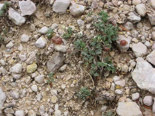 Cedar Breaks Milkvetch — photo by Walter Fertig