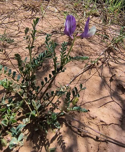 Lindheimer's Milkvetch — photo by 🐦⬛ Randolph (Randy) King 🐦⬛