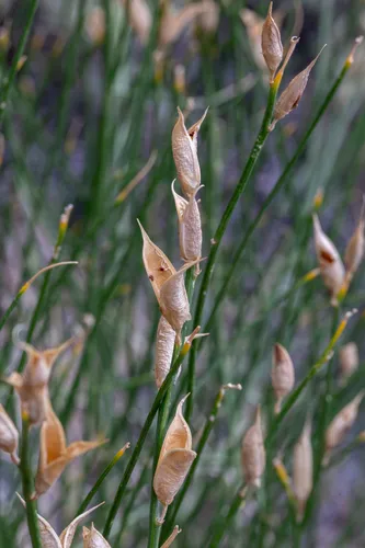 Grand Junction Milkvetch — photo by Ernie Marx