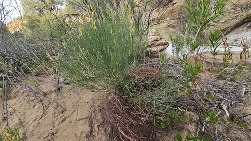 Rushy Milkvetch — photo by Indio Brown