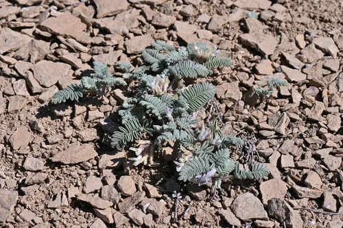 Dragon Milkvetch — photo by Matt Langemeier