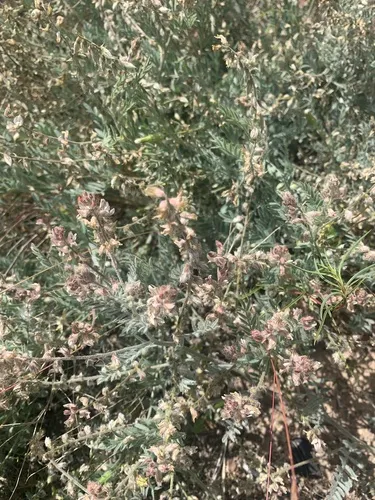 Lyall's Milkvetch — photo by galgojack