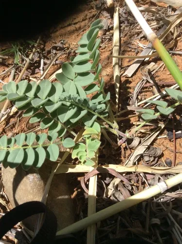 Kaiparowits Milkvetch — photo by janice_gardner