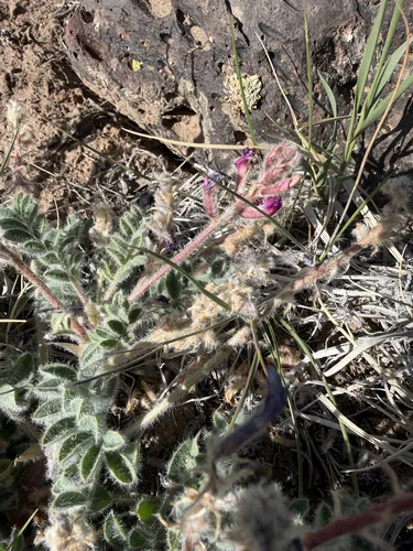Shaggy Milkvetch — photo by Michelle Skip Vasquez