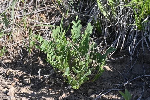 Great Bladdery Milkvetch — photo by Matt Langemeier