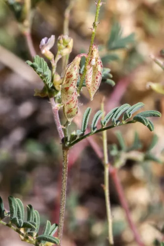 Skiff Milkvetch — photo by Ernie Marx