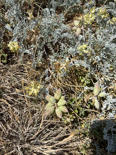 San Miguel Milkvetch — photo by Lauren Harris