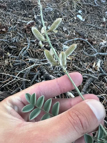 Minthorn's Milkvetch (var. minthorniae) — photo by possiblybuddha