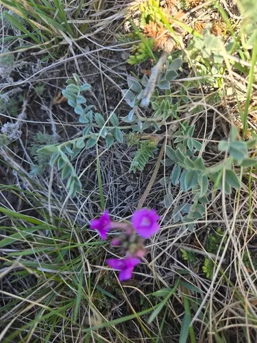 Horn Loco Milkvetch (var. mimetes) — photo by cvessey