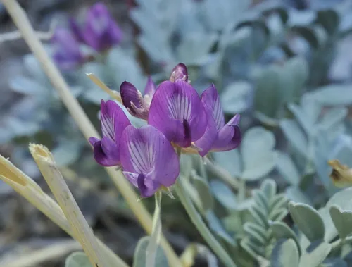 Mojave Milkvetch — photo by glittergravel