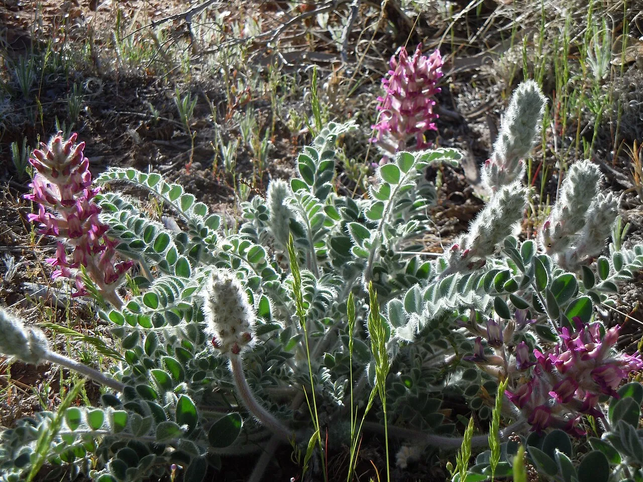 Woolly Locoweed (var. mogollonicus) — photo by Matt Lavin from Bozeman, Montana, USA