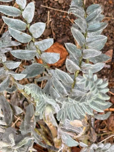 Woolly Locoweed — photo by tristansandoval