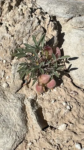 Ferron's Milkvetch — photo by D.Nellie