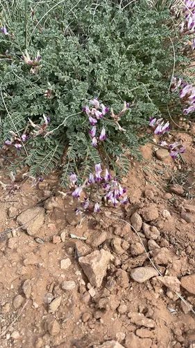 Naturita Milkvetch — photo by Diane Collier