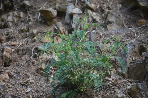 Cooper's Milkvetch — photo by Jared Gorrell
