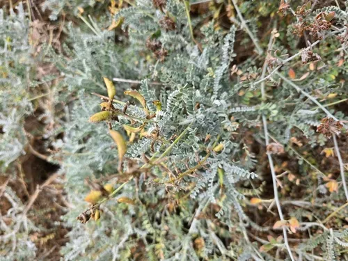 San Clemente Island Milkvetch — photo by blake911