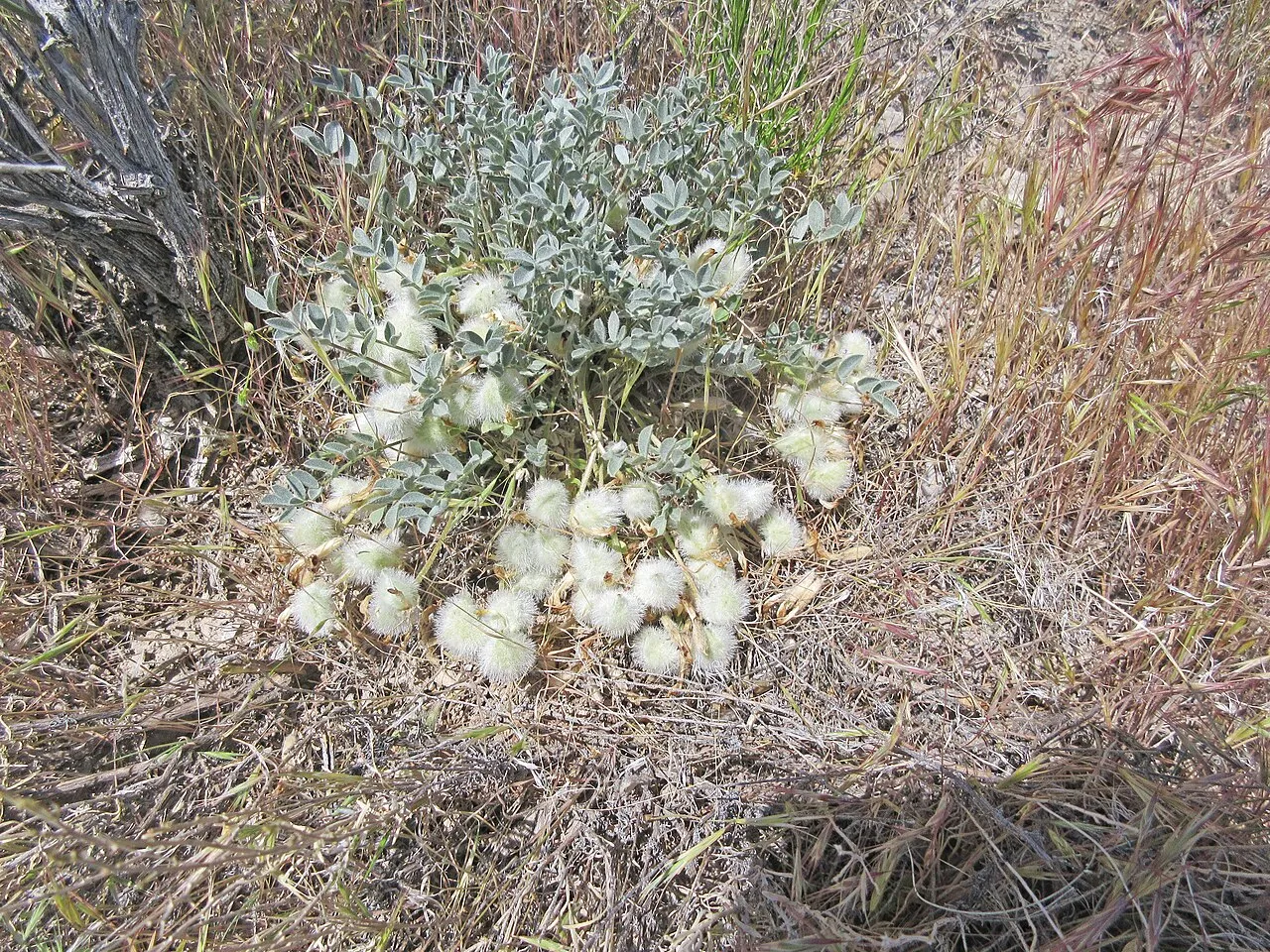 Newberry's Milkvetch (var. castoreus) — photo by Andrey Zharkikh from Salt Lake City, USA