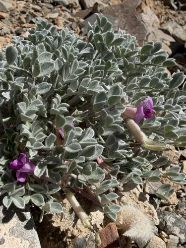 Newberry's Milkvetch