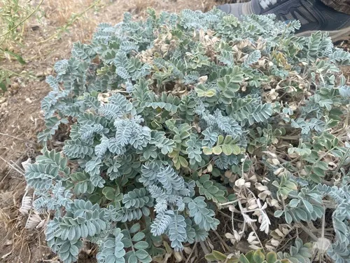 Cobblestone Milkvetch — photo by Matthew Bell