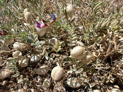 Providence Mountain Milkvetch — photo by Tommy Stoughton