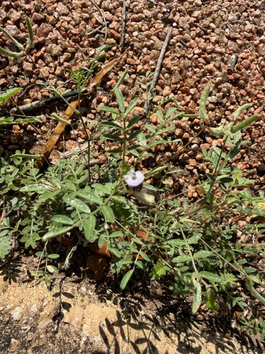 Smallflowered Milkvetch — photo by Alex Davila