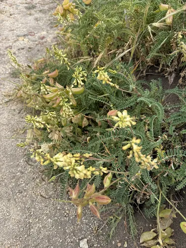 Nuttall's Milkvetch