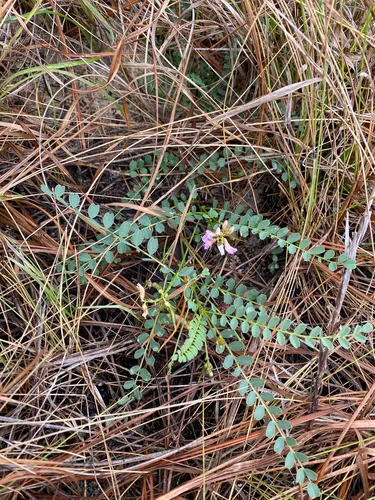 Florida Milkvetch — photo by Samantha Knowlden