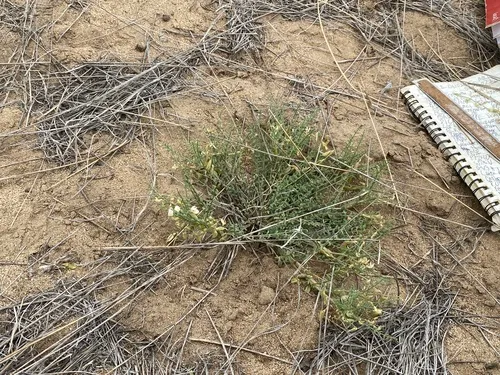 Picabo Milkvetch — photo by Matthew Bell