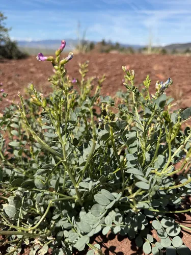Egg Milkvetch (var. clokeyanus) — photo by Michelle Skip Vasquez