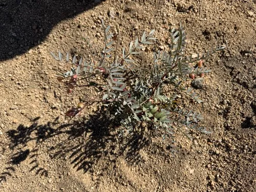 Palmer's Milkvetch — photo by desertjules