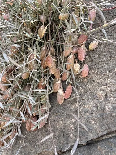 Panamint Milkvetch — photo by Matt Berger