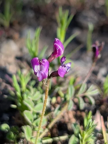 Depauperate Milkvetch — photo by Steven Clinton