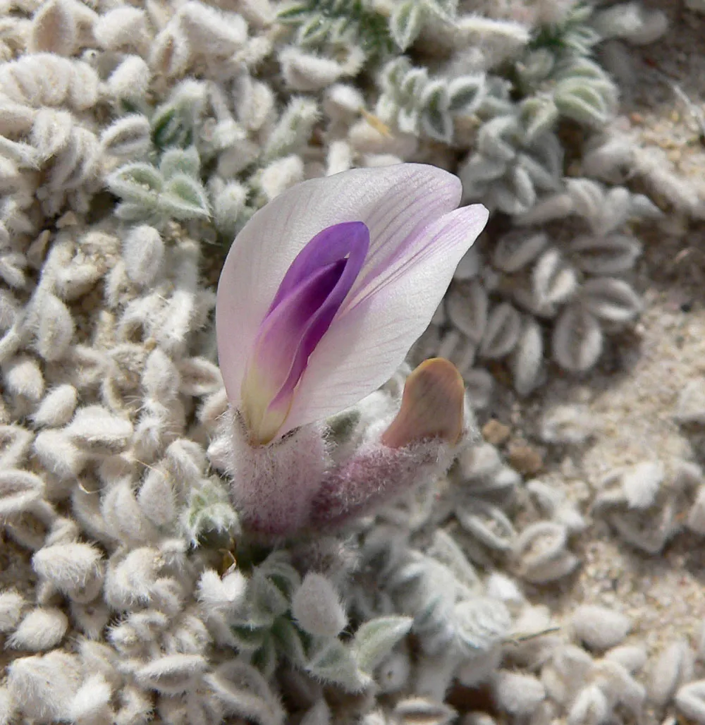 Ash Meadows Milkvetch — photo by Stan Shebs