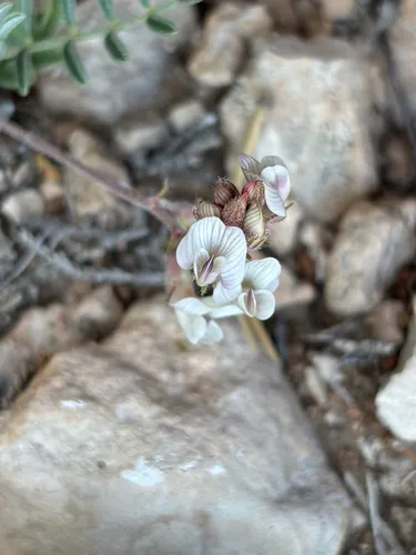 Guadalupe Milkvetch — photo by dbugs