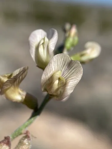 Duane's Milkvetch (var. atwoodii) — photo by Matt Berger