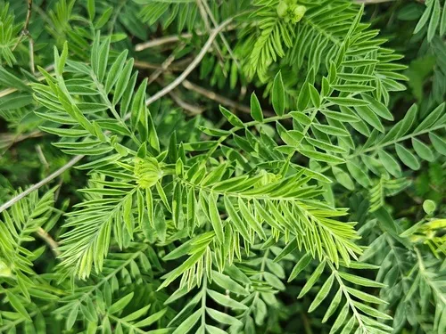 Platte River Milkvetch — photo by Rick Travis