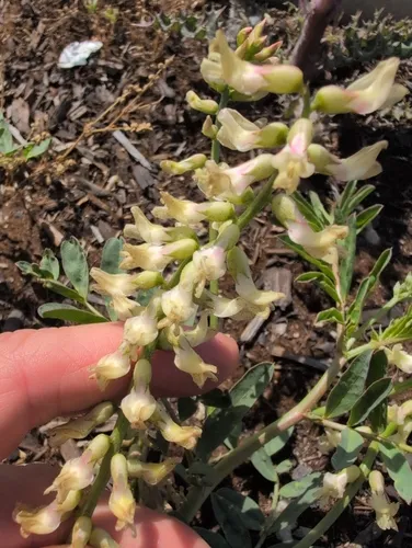 Pomona Milkvetch — photo by Daniel Donovan